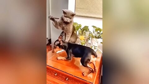 FUNNY ANIMAL VIDEO | 🤣😂🥳🤪😁