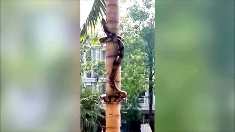 snake climbing tree 1