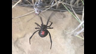 8 nightmarish things to know about black widow spiders - ABC15 Digital