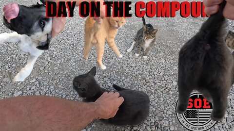 Cute cat video. D.O.C. 138 #kitty #cats #cutecat #cutecats #crazycatlady #cutekitten #kittenrescue