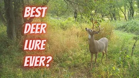 My favorite deer lure for 30 years | Here's why