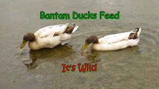Bantam Ducks Feed On Aquatic Life