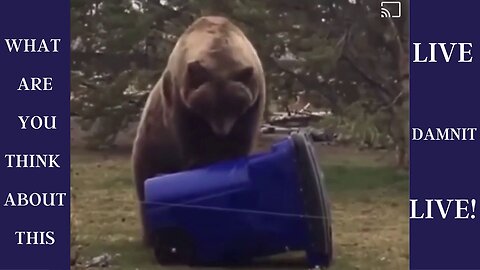 The Bear Destroying Bin | funny videos