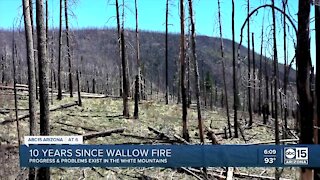 10 years after Wallow Fire, problems still remain in White Mountains