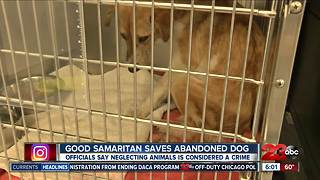 Good samaritan saves abandoned dog