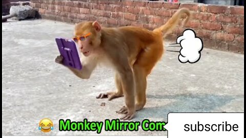 Monkey vs Mirror 😁Funny😁 Video 2022 can't Stop Laughing amazing 😁 video 😃