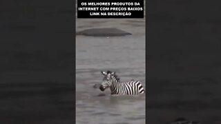 a zebra que conseguiu fugir de um jacaré