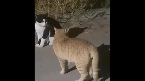 Cat Fight Sound #ytshort #youtubeshorts #shorts #cats #CatLoversPlanet #catloversworld