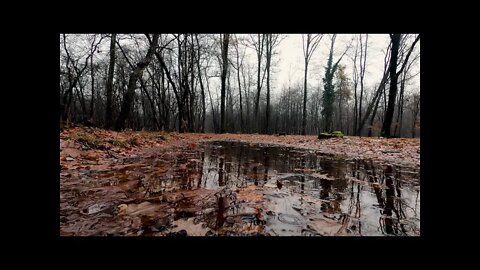 Gentle rain hitting a large puddle on a lonely autumn path, relaxing sounds of nature.
