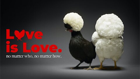 World of love from chicken 🐔