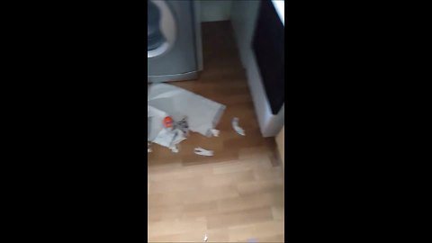 French Bulldogs make huge mess across entire home