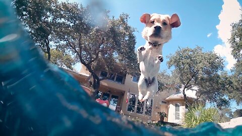 British Labrador Puppy Jumps Into Pool - Slow Motion