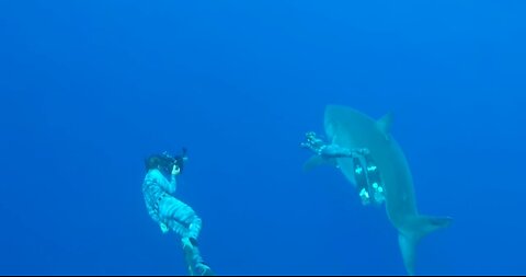 they swam with a big 🦈😱🤿