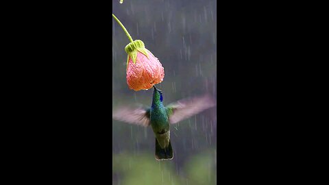 Green Violetear feeding on a Flower in heavy 🌧