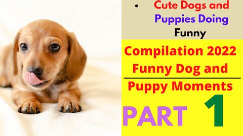 Cute Dogs and Puppies Doing Funny Things Compilation 2022 Funny Dog and Puppy Moments | part 1