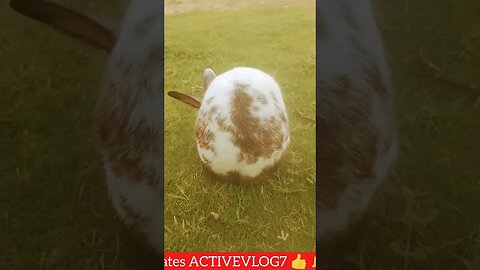 cute rabbit playing early morning|| #shorts #ytshorts #kids #rabbit