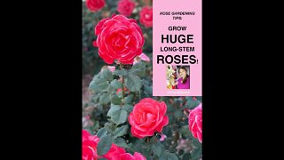 Rose Gardening Tips: Grow HUGE Long Stem Roses! 🌹 Shirley Bovshow ( #Shorts)