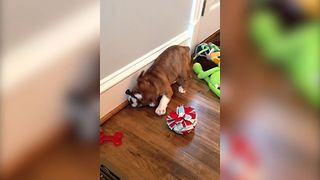 Bulldog Plays With Doorstopper