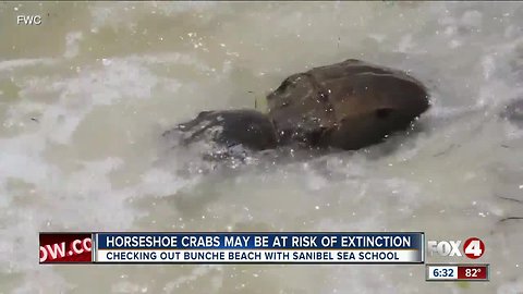 FWC asks help to count horseshoe crab population