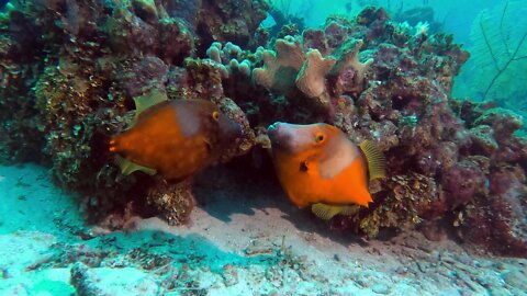 Mysterious color changing fish puts on beautiful display