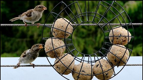 birds feeding from bird feeders