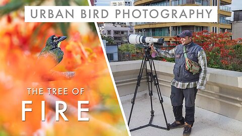 Photographing Birds in the TREE OF FIRE - Welcome to my Mumbai Rooftop