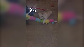 "Puppy Refuses To Let Go Of The Toy"