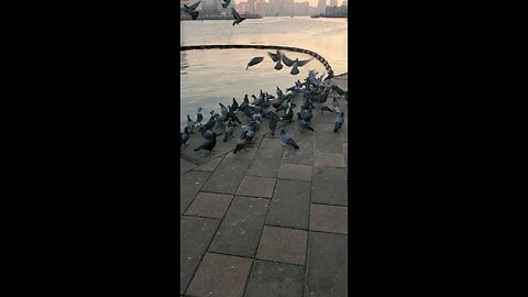 birds pigeon in morning begins