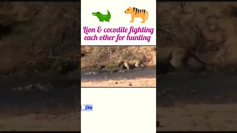 Lion and Cocodile fighting each other for hunting ®#shorts #shortsfeed #youtubeshorts