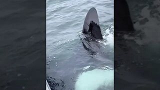 Orca whales.👀 #shorts #nature #ocena #whale #youtube