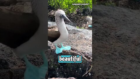 These Birds Have Unrealistically Blue Foot
