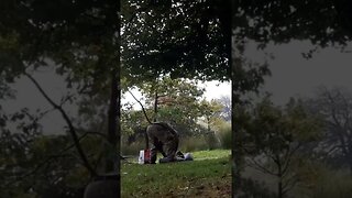 packing away a wet tent . Dartmoor. wildcamping