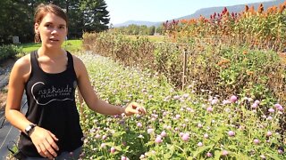 Beauty that Feeds the Soul: Creekside Flower Farm