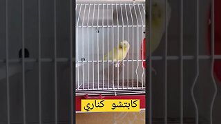 كابتشو كناري مغرد كيوت روعة