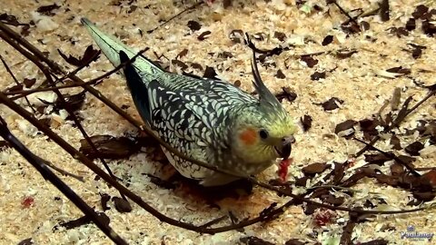 4K HDR Video – Beautiful Lovebird | Budgies and Cockatiel Birds Playing and Feeding-27
