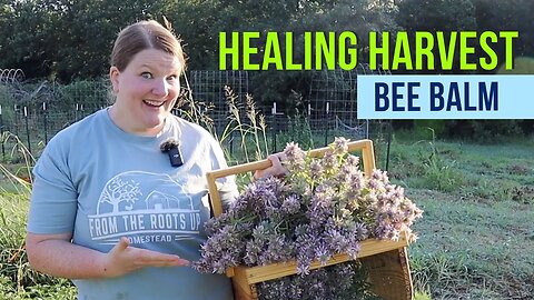 Bee Balm is a Medicinal Must-Have!