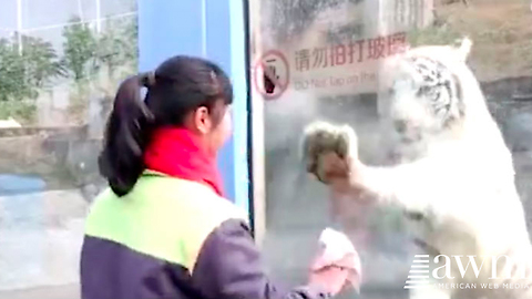 Worker Walks Up To White Tiger’s Enclosure To Clean The Window, Cat’s Reaction Is Too Funny