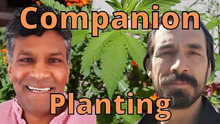 Companion Planting Vegetable Gardens increases quality