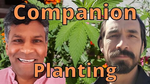 Companion Planting Vegetable Gardens increases quality