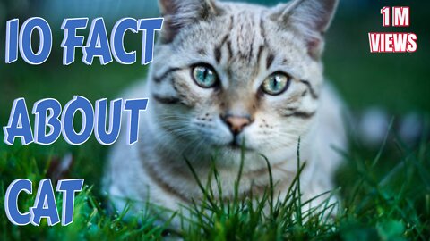 10 Surprising Facts About Cats