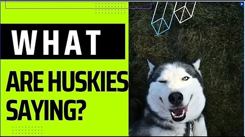 Can Huskies Talk and What are They Saying?