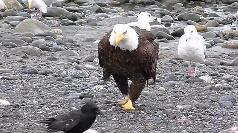 The Secret Life Of Bald Eagles In The Mountains
