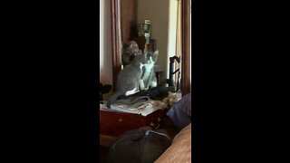 Kitteh possessed mirror!