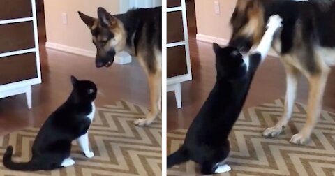 Your dog will never give up trying to befriend an angry cat
