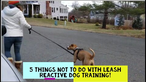 5 Things NOT To Do With Leash Reactive Dog Training!