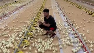 Hundreds of chicks run to greet their caretaker