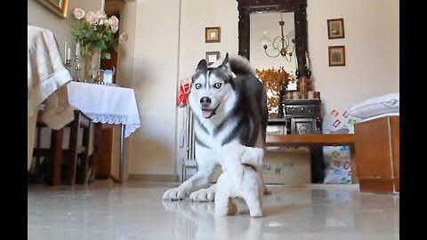 Husky reacts to new Battery Powered Dog Toy