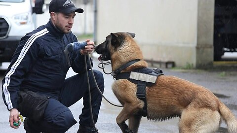 Sniffer dogs are sought-after ahead of the Paris Olympics