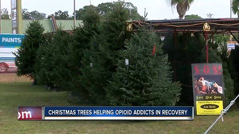 Christmas tree sale helps recovering addicts