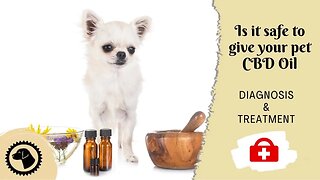 Is it safe to give your pet CBD Oil | DOG HEALTH 🐶 #BrooklynsCorner